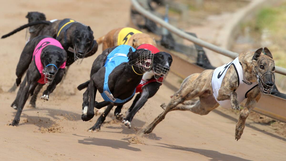 The Gardens named as the state's deadliest greyhound track in 2019