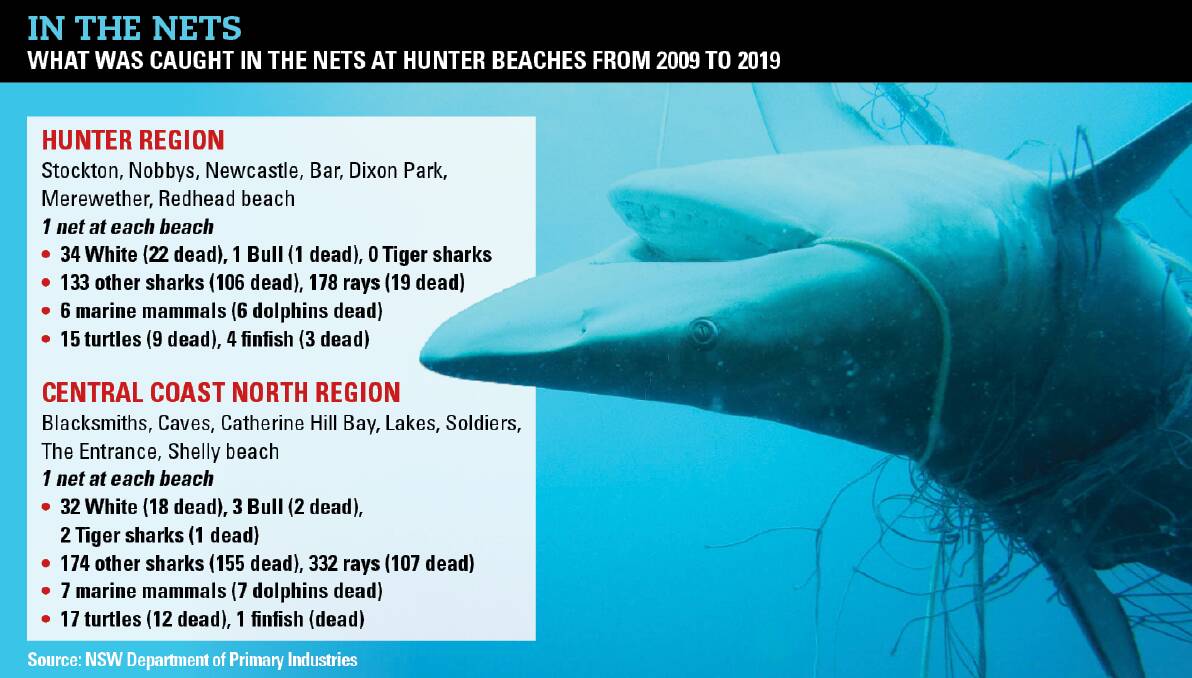 Hunter shark nets' deadly haul