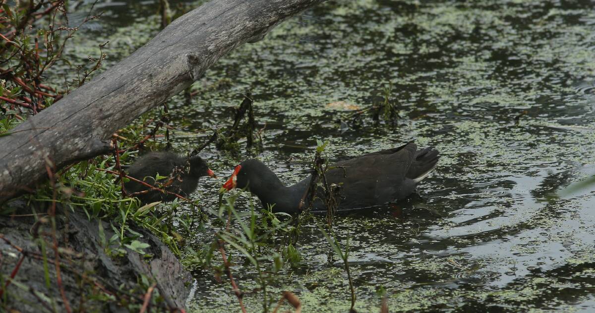 New life: A Moorhen tending to its young. Picture: Simone DePeak 