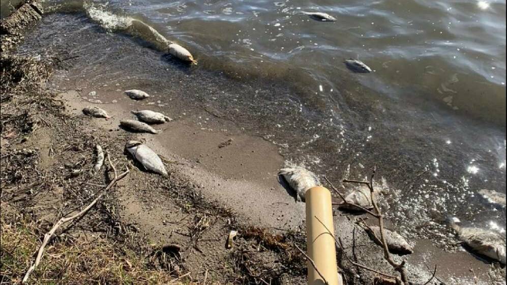 Lake fish kill leaves locals searching for answers