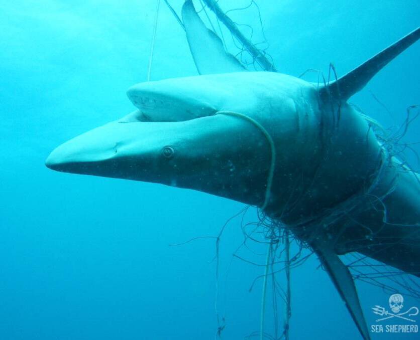Trapped: A dead dusky whaler shark entangled in nets. Photo: Sea Shepherd.