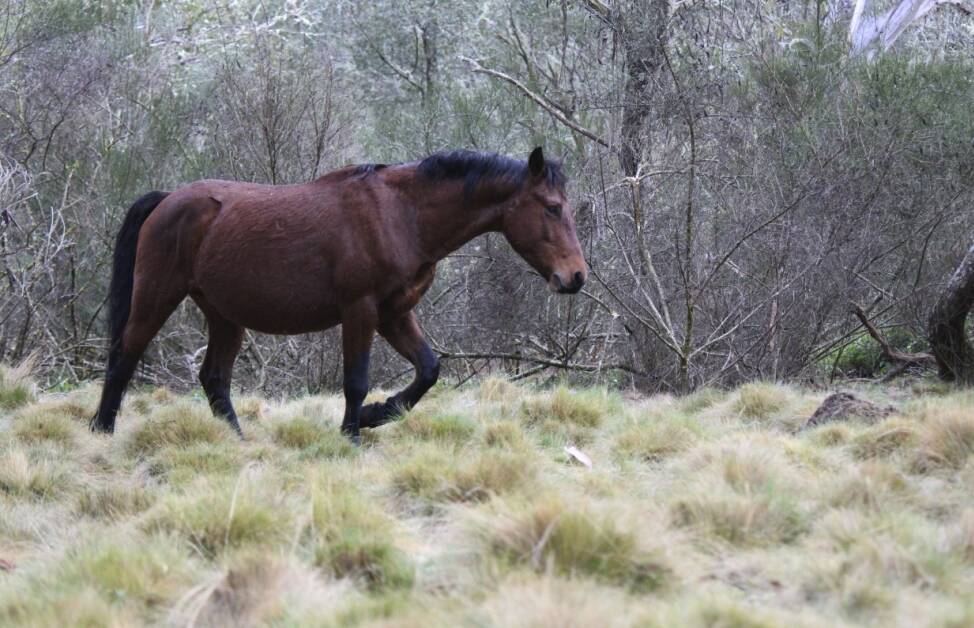 Wild horses: There are about 150 wild brumbies in Barrington Tops National Park, according to the volunteer group that fights on their behalf. The horses are part of the region’s heritage.   Picture: supplied 