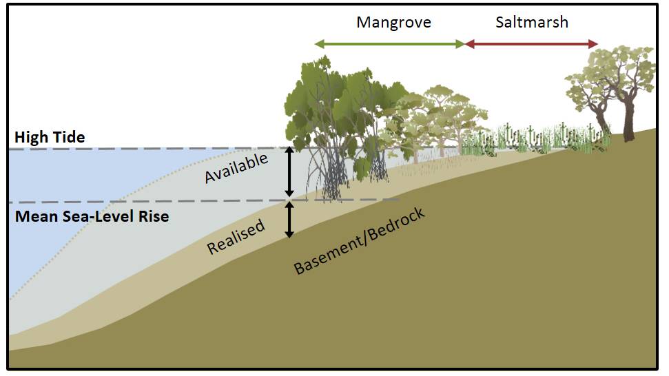 Wetlands store much of their carbon by burying sediments underwater, that are often loaded with organic, carbon-rich matter. When tidal wetlands flood from tides or sea-level rise, sediment accumulates above the bedrock floor. The higher the waters rise, the more space exists for sediment to build up. (Credit: University of Wollongong)
