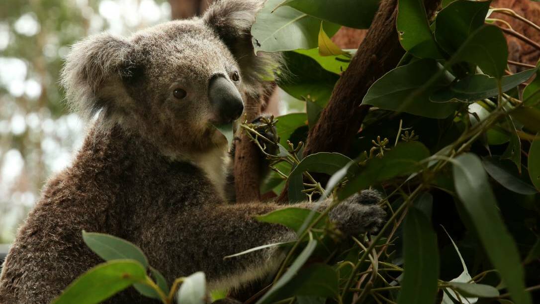 New dam would leave koalas homeless