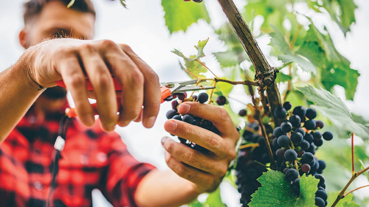 Opportunity knocks: The university of Newcastle is looking to partner with South Australian universities, TAFE and industry to expand into viticulture.