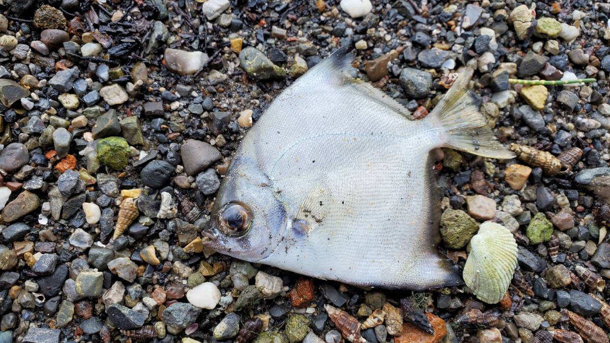Second mass fish kill strikes Lake Macquarie