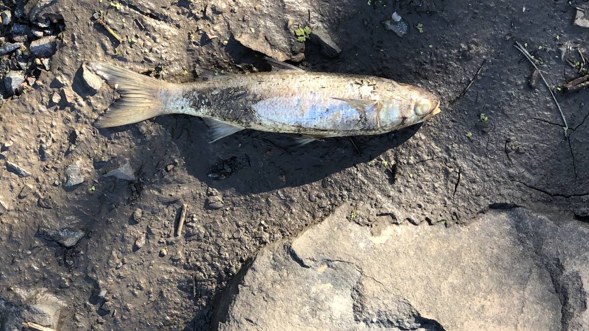 Stench of death: One of dozens of dead small mullet on the banks of the Hunter River at Hexham on Friday afternoon. More dead fish are expected to appear over the weekend. Picture: Matthew Kelly.