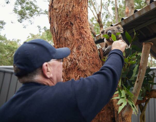 Under pressure: Ron Land, secretary of Port Stephens Koalas at the koala sanctuary. Photo: Zoe Lonergan