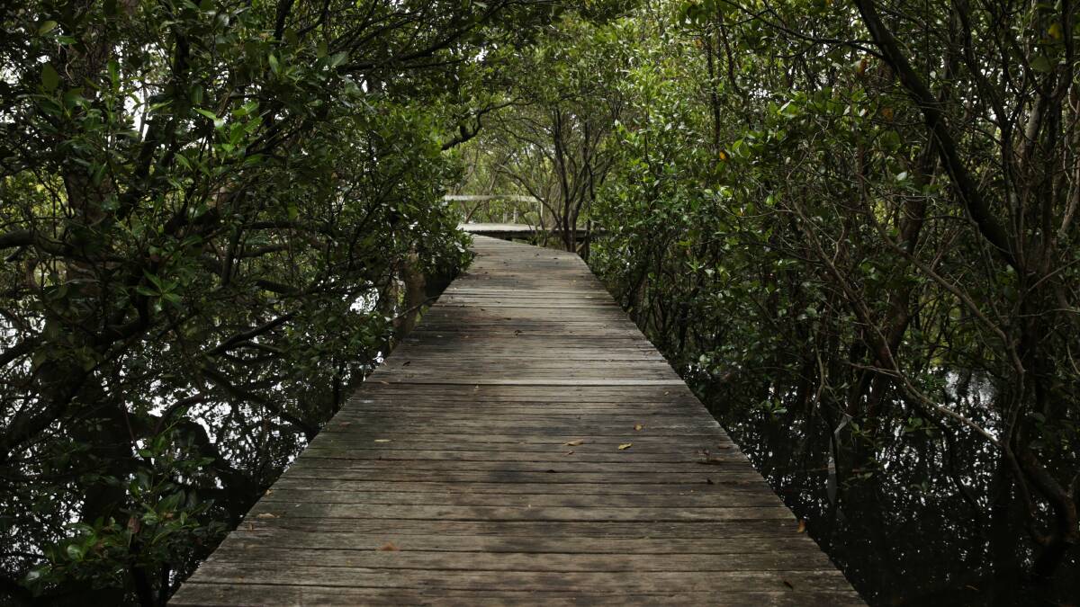 Throsby Creek mangrove boardwalk