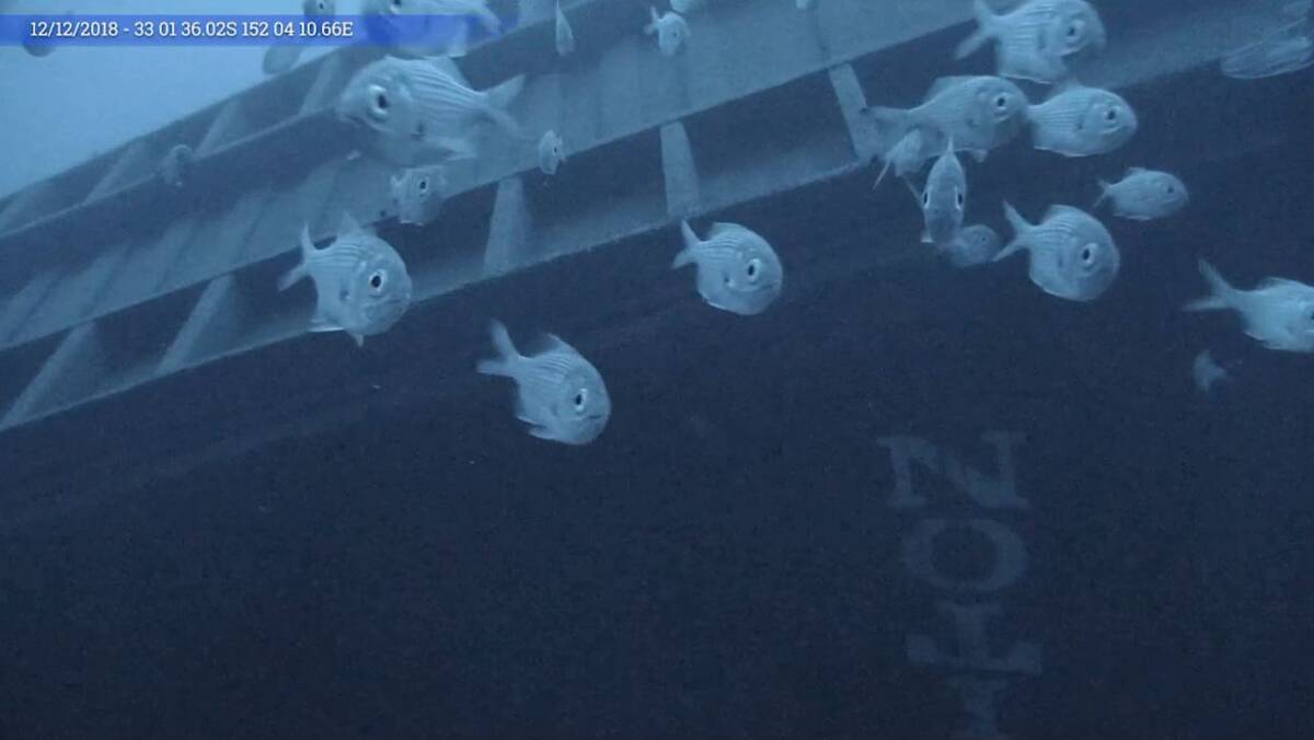 Curious: A school of fish swim around one of the most recently discovered containers. 