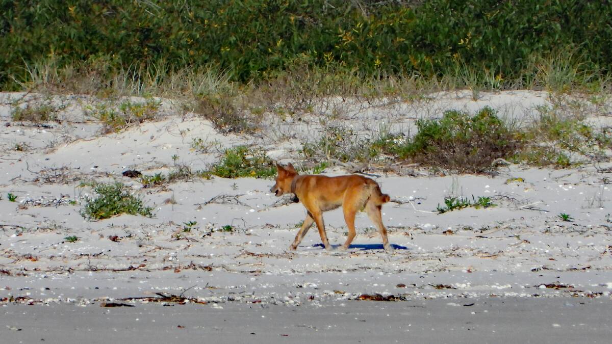 A dingo that was recently wandering along the shore on Corrie Island. Picture by John Grainger. 