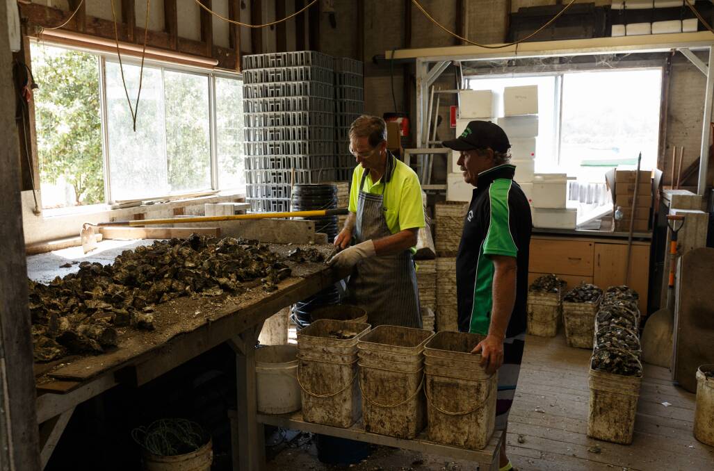 Harvest time: Karuah oyster farmer Mark Hunter (R) chats with Gordon Latimore who is grading oysters. Demand and confidence in Port Stephens oysters are now at record levels. The majority of the oysters are sold in Sydney.  Picture: Max Mason-Hubers.