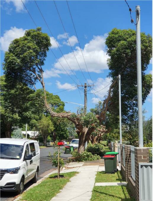 Safety first: The council has been inundated with complaints about unsympathetic tree pruning. 