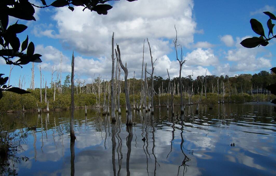 Carbon sink: The salmarsh swamp in Lake Macquarie where the core samples were taken from. 