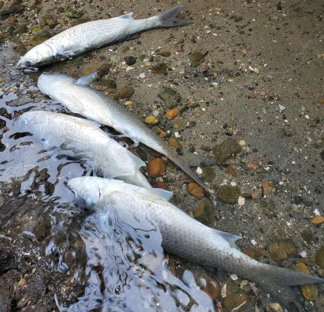 Power station hands over information to EPA as part of fish kill probe