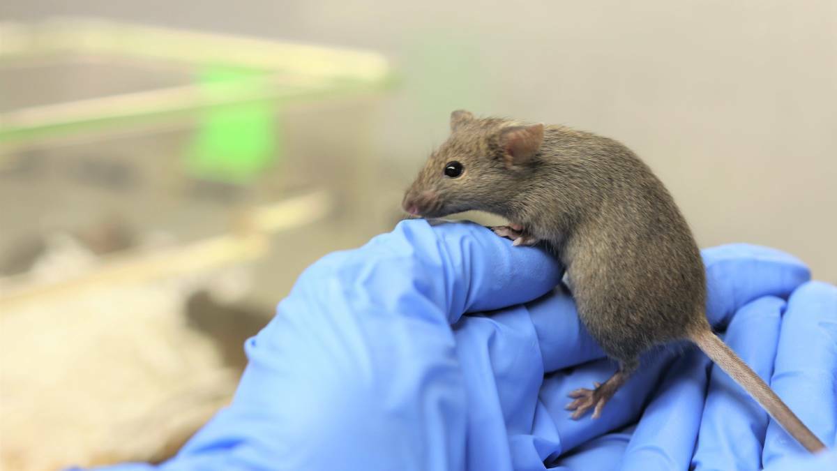 A mouse that was used in a University of Newcastle research project to improve the understanding of female fertility. Picture: University of Newcastle