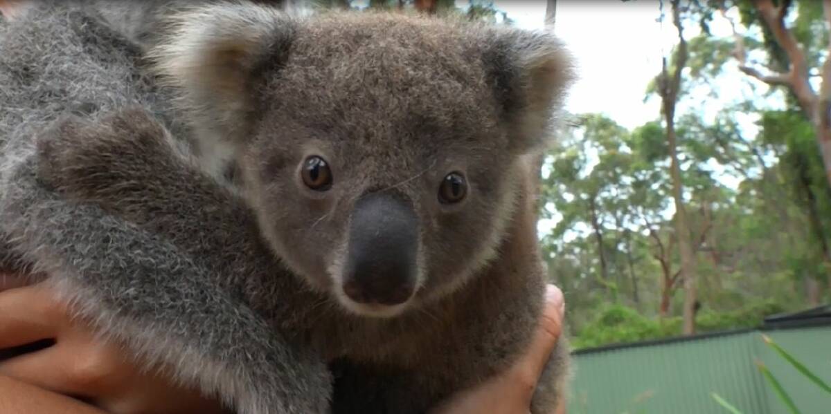 Australian Reptile Park koala breeding program success as ...