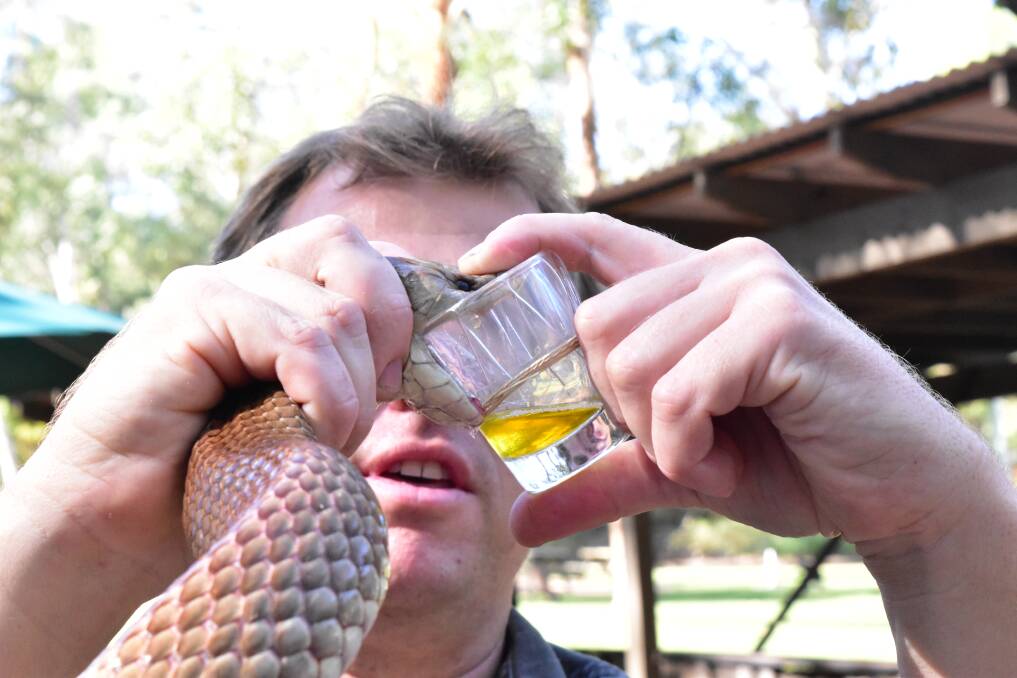 Australian Reptile Park broke its own record with 1.5 grams extracted from Chewie the King Brown snake in one milking.