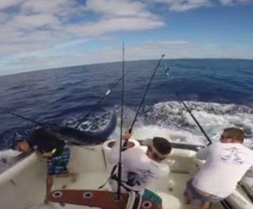 CLOSE CALL: Conor Cogan (left) ducks as the striped marlin launches itself into the boat while the rest of the crew can only watch on during the New Year's Day fishing trip about 40km off Port Stephens. 