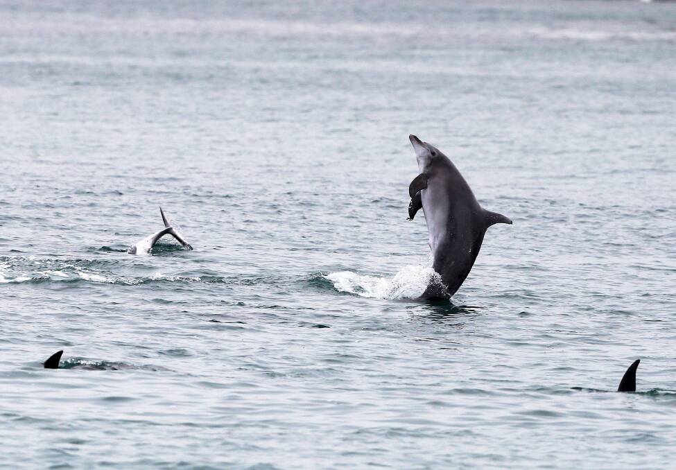 Dolphons frolicking at Port Stephens. File picture by Peter Lorimer