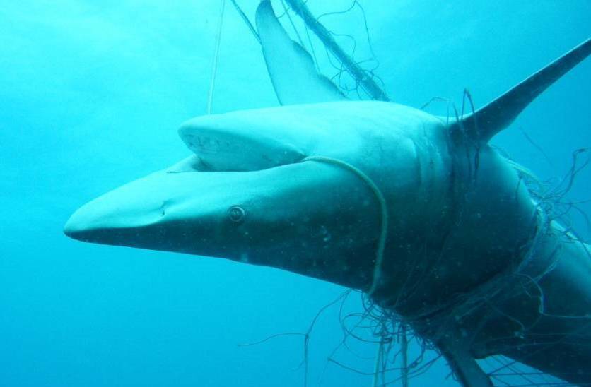 Shark nets have been criticised for killing non-target marine life. File picture