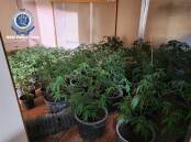 Grow house containing $1m worth of cannabis uncovered in the Hunter