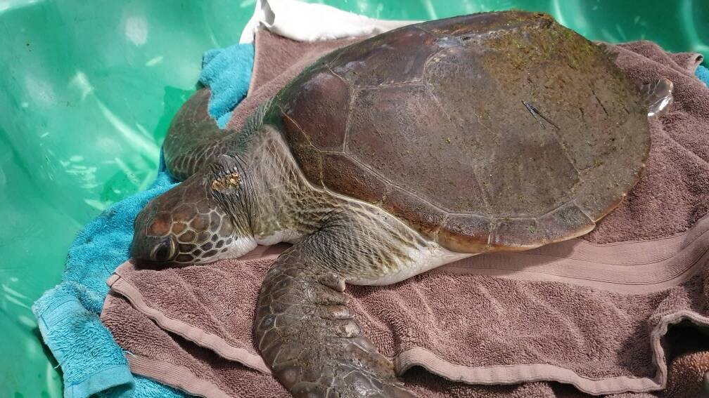 A turtle was rescued after being struck by a jet ski at Lake Macquarie in 2022. Picture supplied