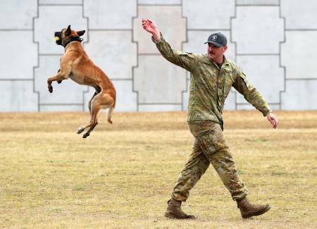 A military working dog jumps for a ball for leading aircraftman Kayne Doughty. Picture by Peter Lorimer