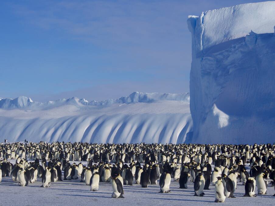 WILDLIFE: Emperor penguins at Auster Rookery. The wildlife is a highlight for many Antarctic expeditioners that spend time at the research station. Picture: Mark Savage