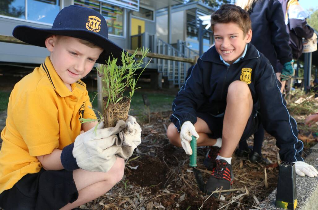 Coal Point Public School plants 650th seedling as part of native bee ...