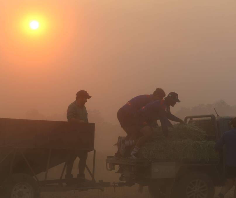 Helping hand: Knights players assist a local Tamworth farmer to feed his stock in drought conditions as bushfire smoke fills the air just prior to Christmas last year. Picture: Knights Media