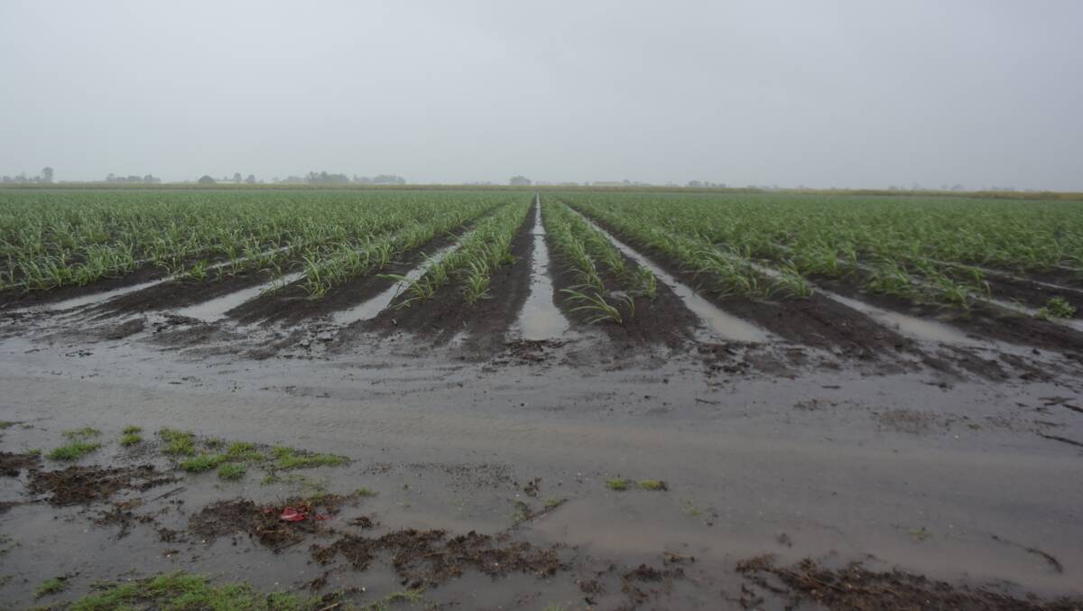 Sodden cane fields near Coraki on the North Coast where more than 300mm has fallen since Friday after a long dry period. Photo by Jamie Brown. 