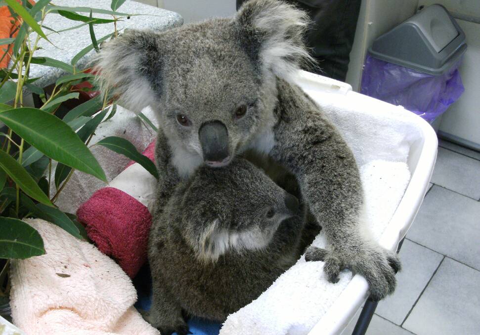 IN CARE: The Koala Koalition's goal is to protect and grow the koala population in Port Stephens. Picture: Supplied