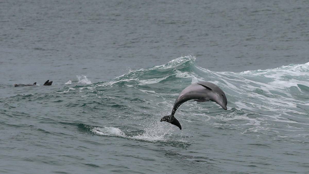 Dolphins put on a show at Newcastle Beach. Picture: Peter Lorimer