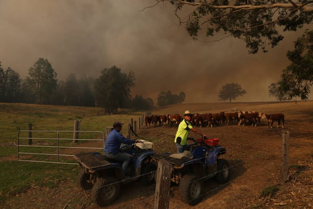 SWIFT: Farmers on Richmond Vale Road move cattle out of harms way as the fire approaches. Picture: Marina Neil
