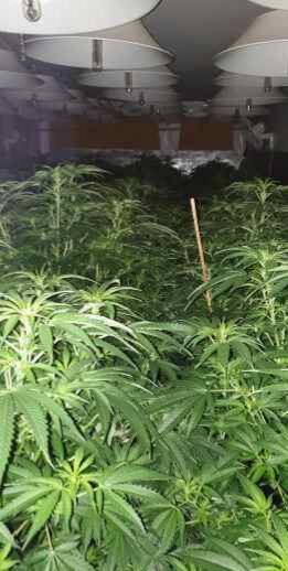 Three charged after 300 cannabis plants found in Hunter hydro house