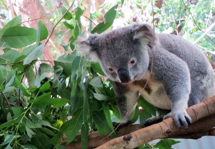 $3m koala hospital on way in government push to protect icon