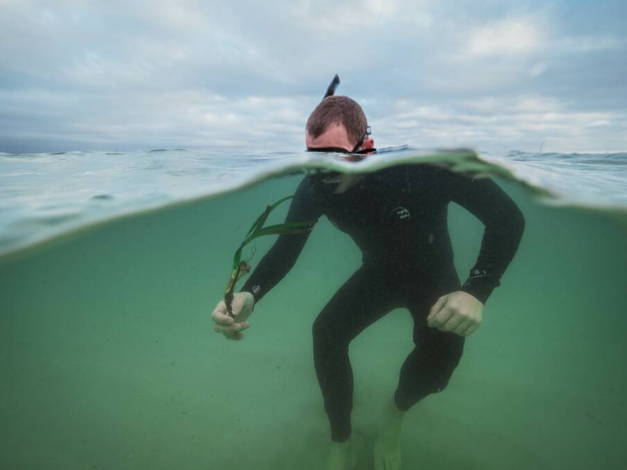 HELP: An underwater gardener. Pictures: Harriet Spark