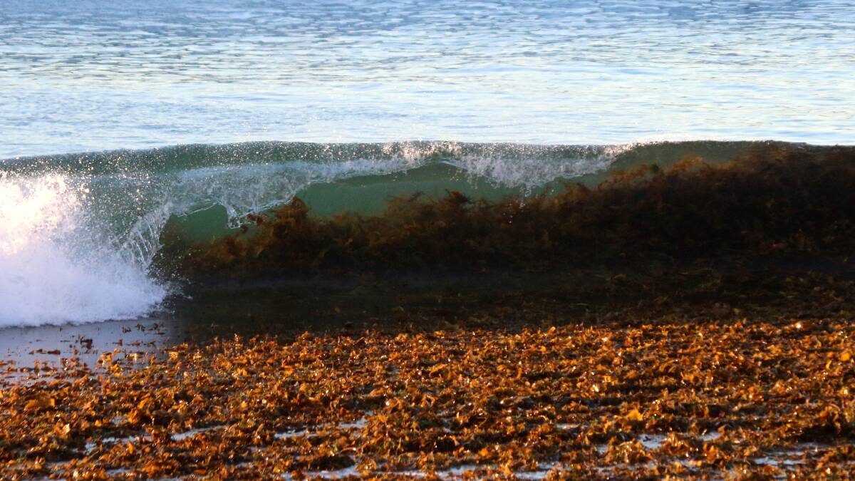 What a sight: Kelp waves at Merewether Beach. Picture: Dave Anderson