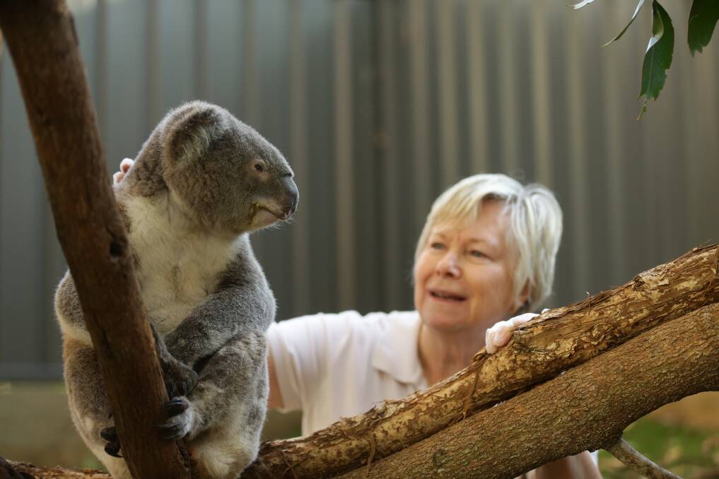 Adopt me: Koala GM Steve, also known as Steve Martin, has scarring on his eyes and is pictured with Port Stephens Koalas carer Marion Land. The group has stepped up its already strict hygiene policy. Picture: Jonathan Carroll

