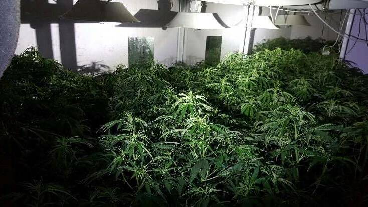 The cannabis crop inside the Steel Street growhouse. Picture: NSW Police