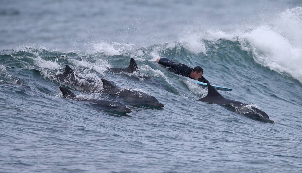 Newcastle photographer Grant Sproule captures a pod of dolphins swimming alongside surfers.