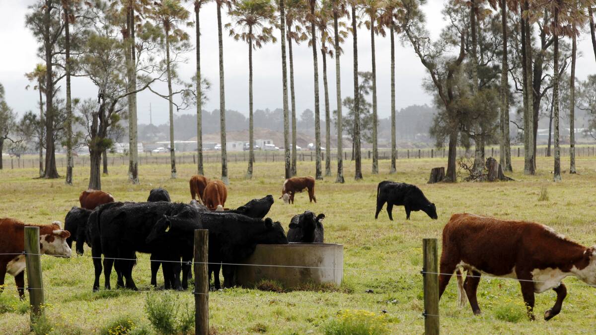 PRICE SLUMP: Cattle grazing on a property at Fullerton Cove. An addition 183 red zone property owners, including many in Fullerton Cove, have been told their land values have dropped 15 per cent.