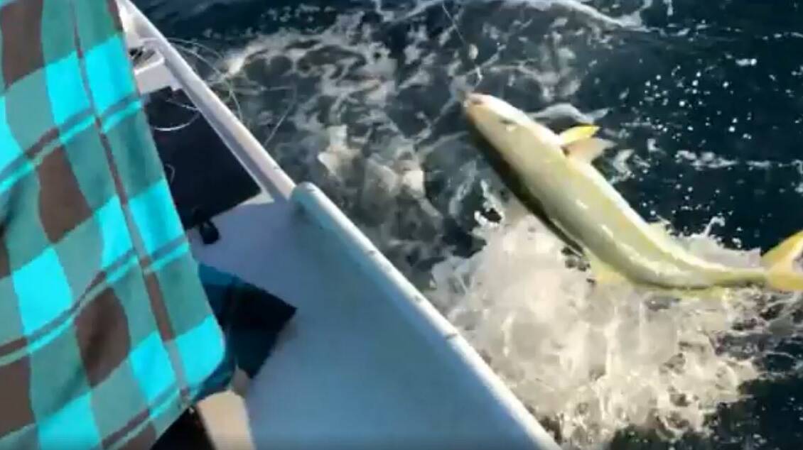 ACTION: An amateur video shows a fisherman catching a legal size kingfish on a handline using a bare hook in January after a fish farm pen was damaged. 