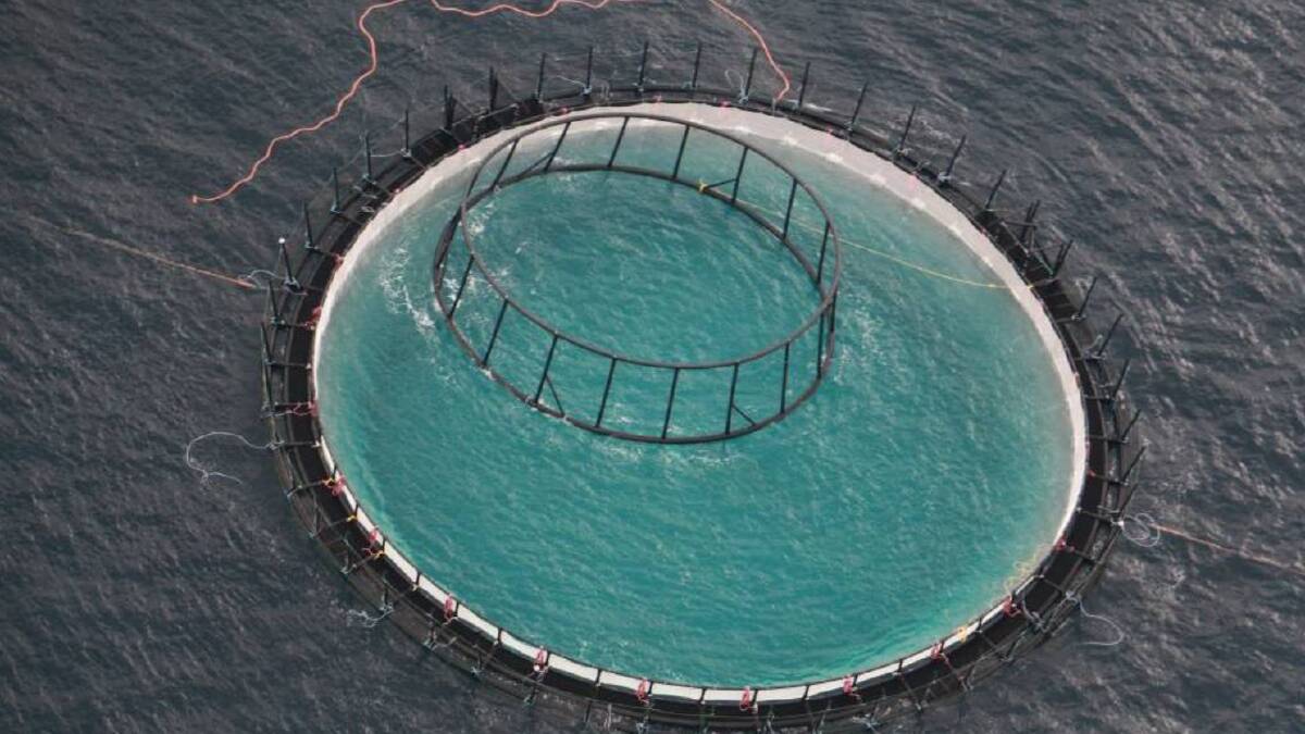 UNDER CONSTRUCTION: One of five fish-farm pens being built off Port Stephens as part of a five-year research trial to harvest yellowtail kingfish. The trail has been scrapped three years early.