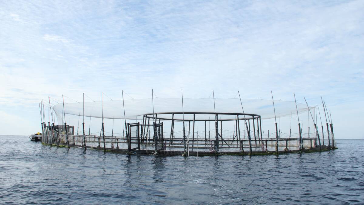 QUIET BEFORE THE STORM: A Huon "fortress pens" at the Port Stephens yellowtail kingfish farm, off Hawks Nest, before two pens were damaged last year.