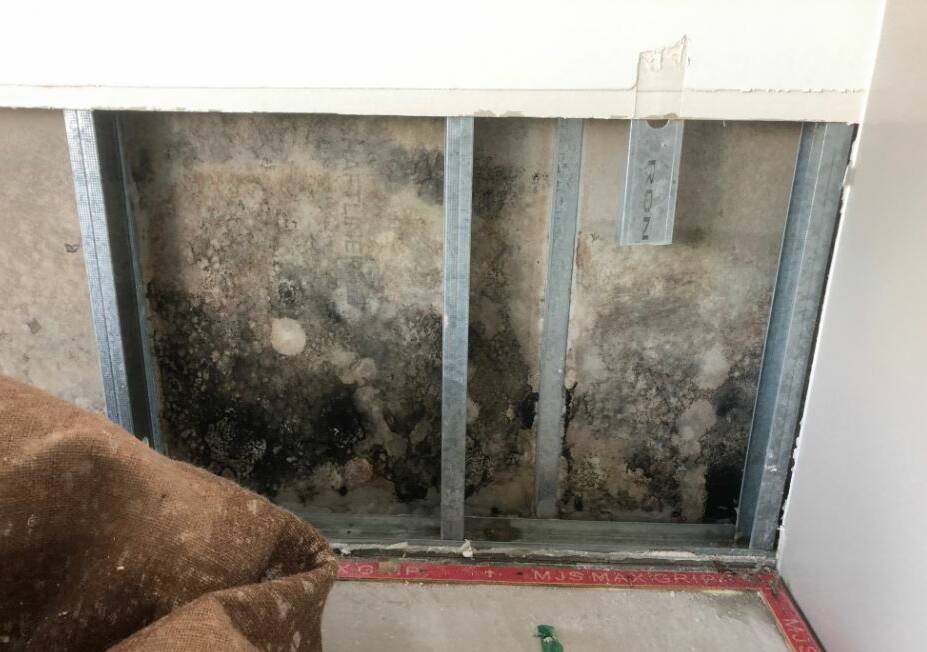 WET: Mould was found on the back of plasterboard inside cavity walls after a water leak.