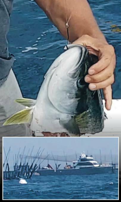 SHARK TALE: What was left of a kingfish hauled in near the Port Stephens fish farm by recreational fishers after it was attacked by a bull shark in February following the mass escape.