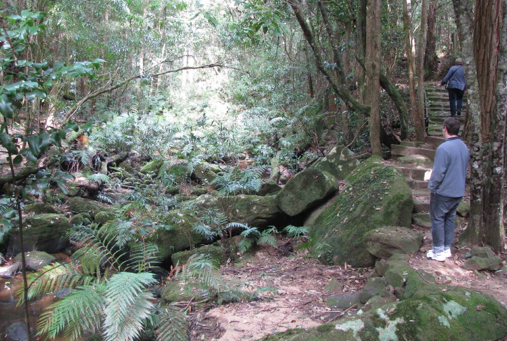 Green cathedrals: Rainforests have long been exploited for their valuable wood. A rare surviving remnant is the Forest of Tranquility at Ourimbah. Picture: Mike Scanlon