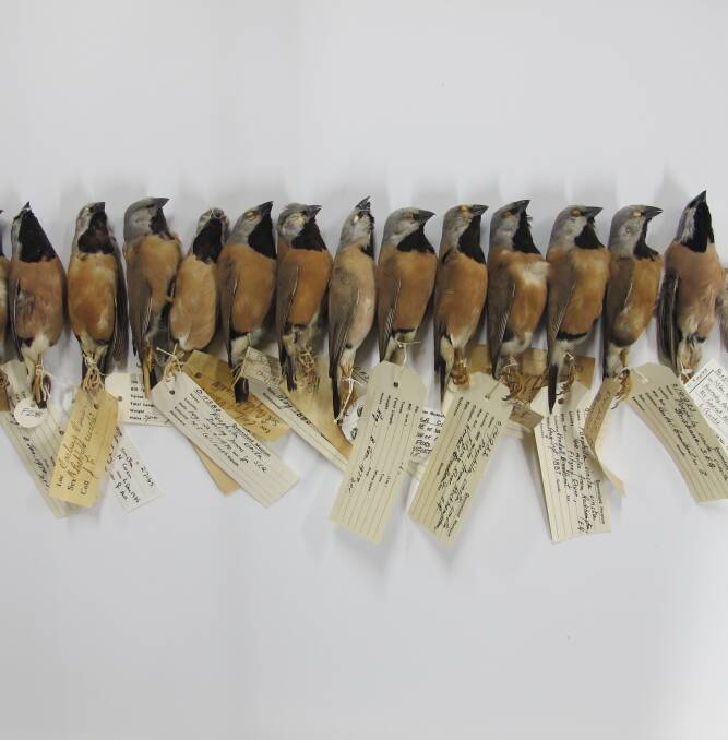 Bimblebox: Specimens of endangered black-throated finches by Emma Lindsay.